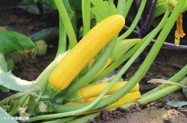 Trồng thứ quả giá rẻ ở việt nam mà kiếm nửa tỷ đồng mỗi năm - 1