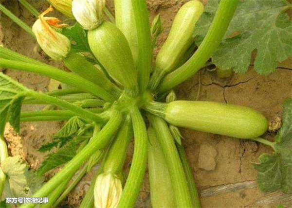 Trồng thứ quả giá rẻ ở việt nam mà kiếm nửa tỷ đồng mỗi năm - 2