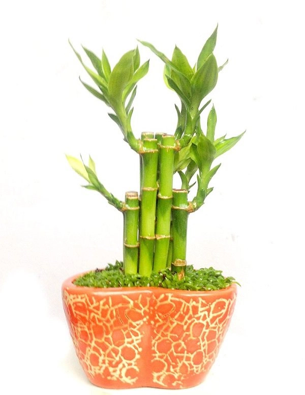 Tuổi thân hợp cây gì để vừa đẹp lại vừa rước nhiều lộc vào nhà - 2