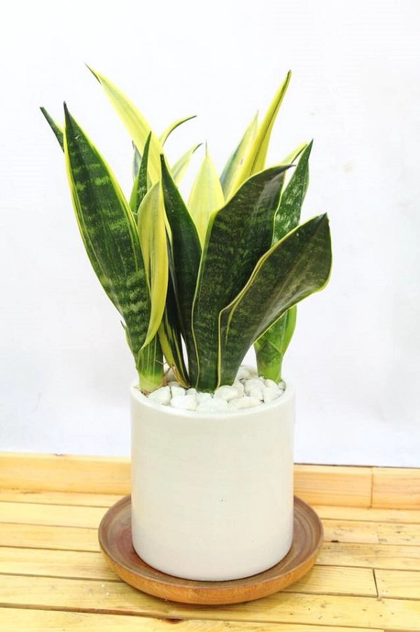 Tuổi thân hợp cây gì để vừa đẹp lại vừa rước nhiều lộc vào nhà - 4