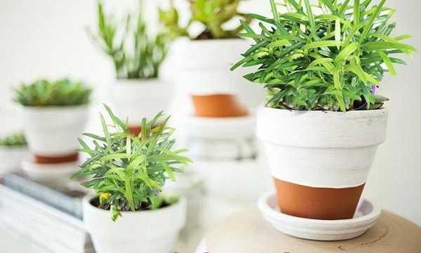 Tuổi thân hợp cây gì để vừa đẹp lại vừa rước nhiều lộc vào nhà - 5