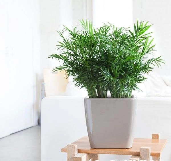 Tuổi thân hợp cây gì để vừa đẹp lại vừa rước nhiều lộc vào nhà - 6