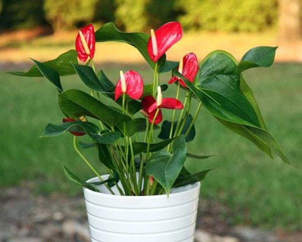 Tuổi thân hợp cây gì để vừa đẹp lại vừa rước nhiều lộc vào nhà - 11