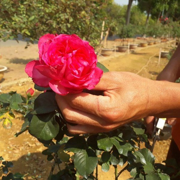 Vườn hồng cổ trung quốc bạc tỷ đẹp như mơ độc nhất vô nhị ở lai châu - 3
