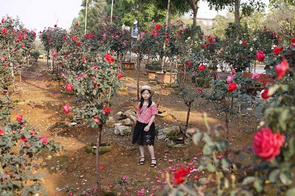 Vườn hồng cổ trung quốc bạc tỷ đẹp như mơ độc nhất vô nhị ở lai châu - 7