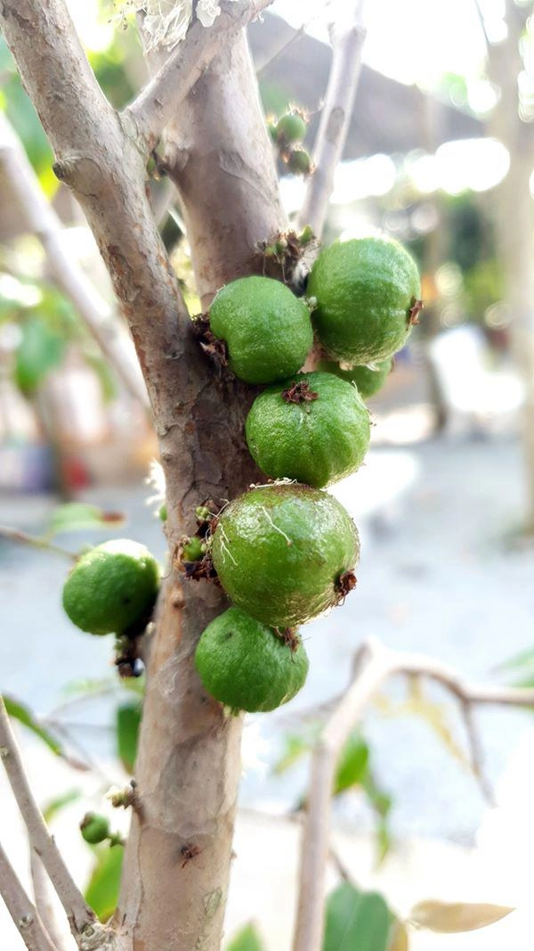Xôn xao nho lạ cần thơ thân giống cây ổi quả lại giống trái sung - 2