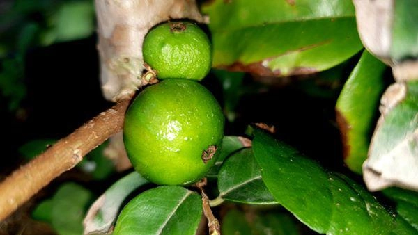 Xôn xao nho lạ cần thơ thân giống cây ổi quả lại giống trái sung - 3