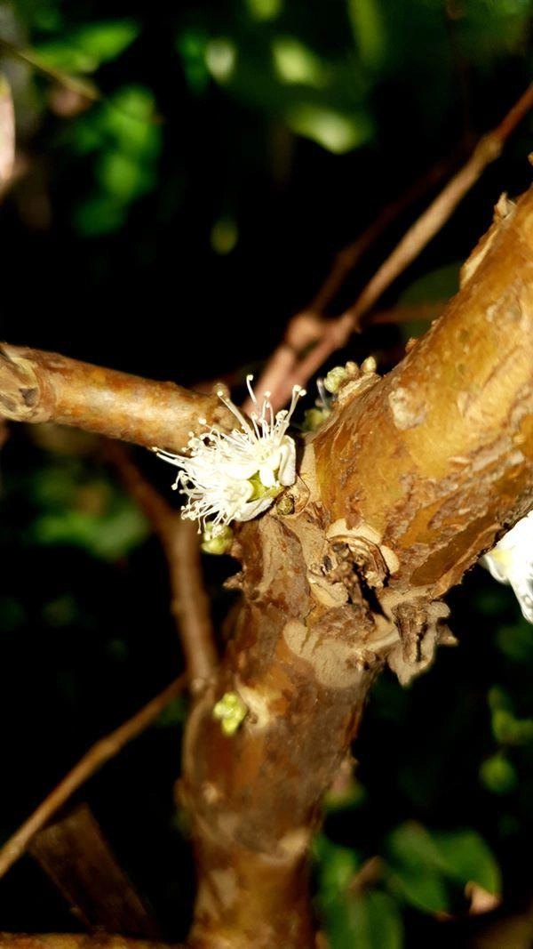 Xôn xao nho lạ cần thơ thân giống cây ổi quả lại giống trái sung - 4