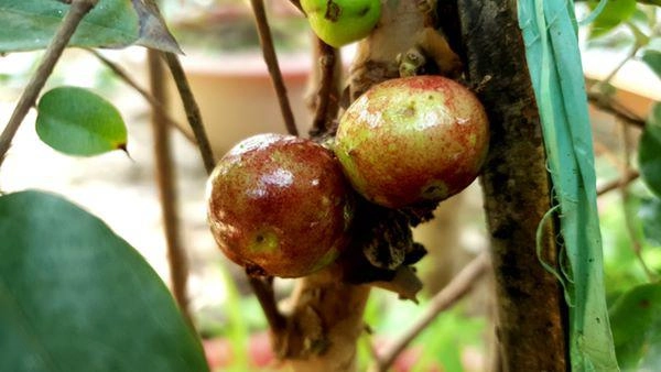 Xôn xao nho lạ cần thơ thân giống cây ổi quả lại giống trái sung - 5