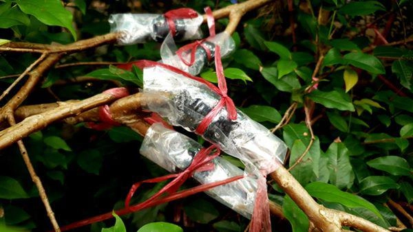 Xôn xao nho lạ cần thơ thân giống cây ổi quả lại giống trái sung - 6