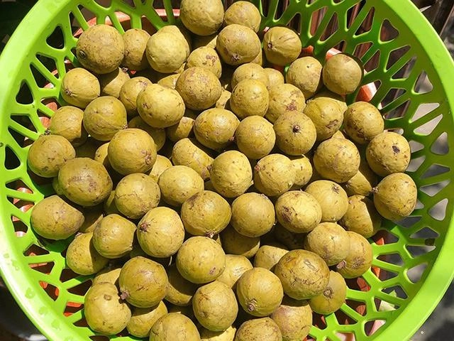 9x bật mí cách làm sấu ngâm mắm cực chất giòn ngon không nổi váng để được cả năm - 4