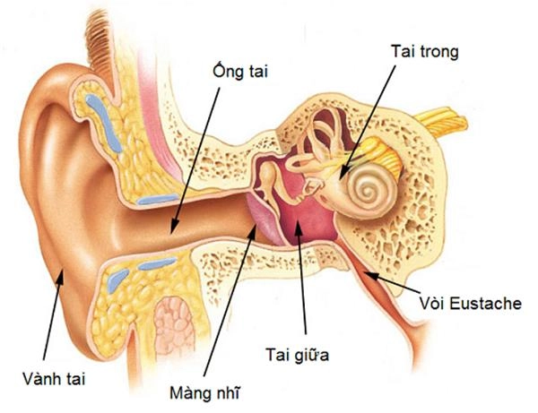 Bé gái bị nhiễm trùng tai thủng màng nhĩ do mẹ chủ quan nghĩ con không sao - 3