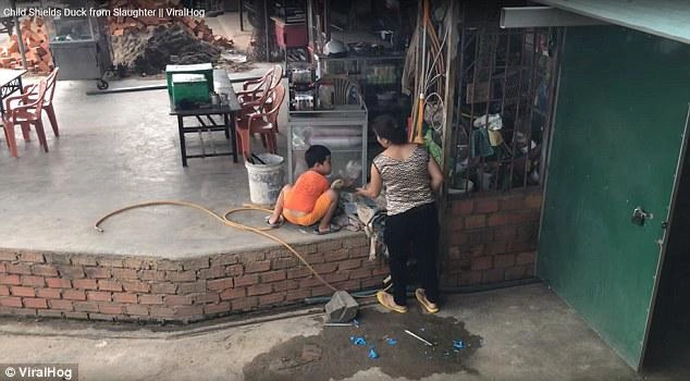 Bé trai việt khăng khăng giữ vịt cầu xin mẹ đừng giết được báo tây khen hết lời - 1