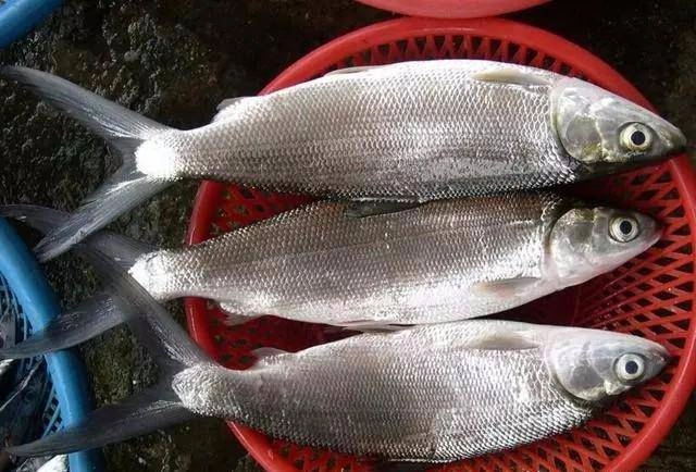 Bộ phận này của cá rất độc hại tốt nhất không ai nên ăn kẻo rước bệnh - 1