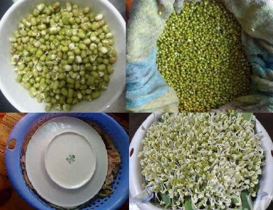 Cách làm giá đỗ tại nhà vừa to mập lại sạch ăn mãi không hết - 2