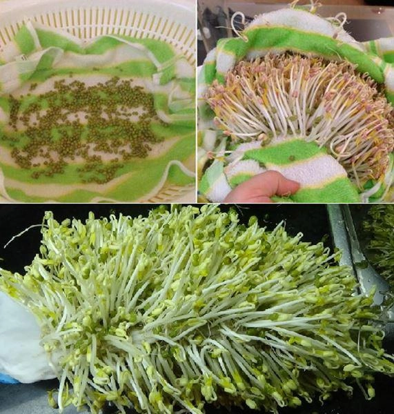Cách làm giá đỗ tại nhà vừa to mập lại sạch ăn mãi không hết - 3