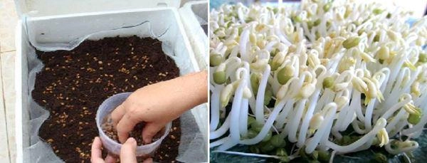 Cách làm giá đỗ tại nhà vừa to mập lại sạch ăn mãi không hết - 4