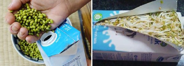 Cách làm giá đỗ tại nhà vừa to mập lại sạch ăn mãi không hết - 5