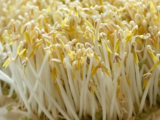 Cách làm giá đỗ tại nhà vừa to mập lại sạch ăn mãi không hết - 7