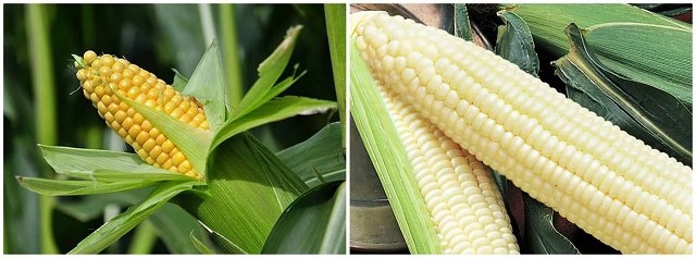 Cách nấu chè bắp ngọt thanh ngày hè ai ăn cũng thích - 1