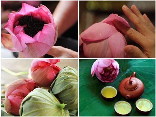 Cách ướp trà sen tươi truyền thống chuẩn vị thanh mát - 2