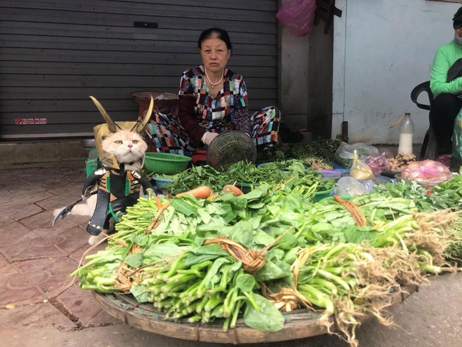 Chó xuất hiện trong hình ảnh mới khiến dân mạng việt không ngừng xuýt xoa - 7