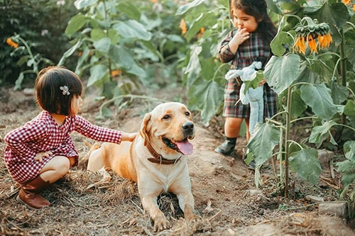 Dân mạng cười chảy nước mắt với biểu cảm sợ chó số một của bé gái đáng yêu - 5