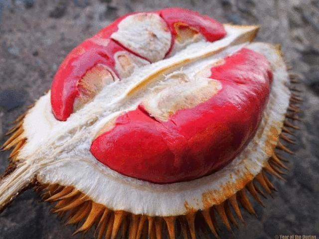Loài sâu béo được người tq nghiền ra ăn như thịt khiến ai cũng hãi hùng - 7