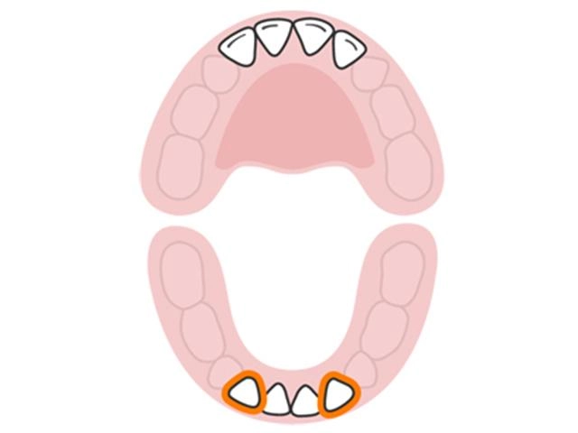 Lịch mọc răng ở trẻ - không theo trình tự như nhiều mẹ vẫn tưởng - 5