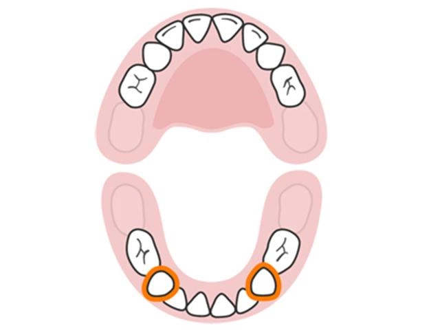 Lịch mọc răng ở trẻ - không theo trình tự như nhiều mẹ vẫn tưởng - 9