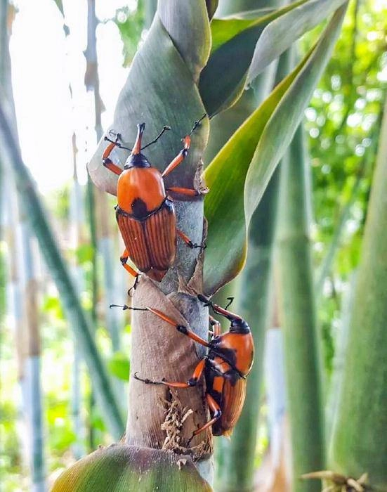 Loại bọ chuyên ăn tre trẻ em tq thường đi vào rừng bắt về xào - 2