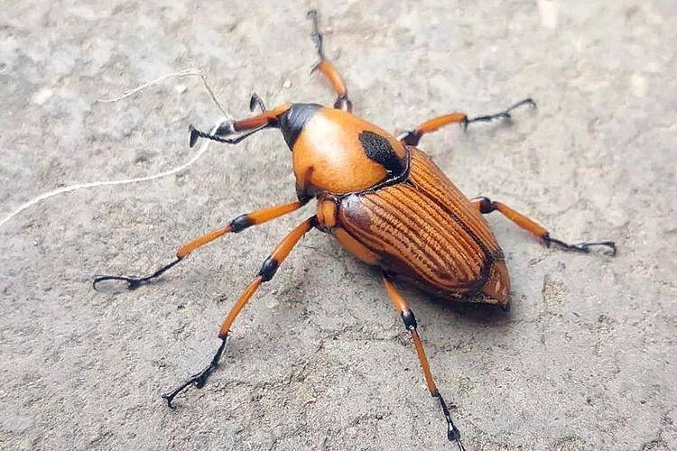 Loại bọ chuyên ăn tre trẻ em tq thường đi vào rừng bắt về xào - 3