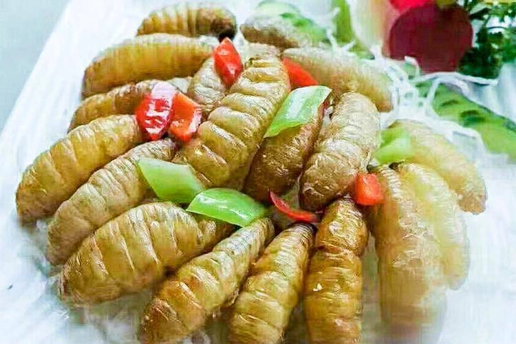 Loại bọ chuyên ăn tre trẻ em tq thường đi vào rừng bắt về xào - 5
