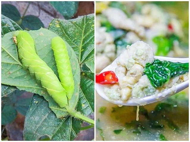 Loại bọ chuyên ăn tre trẻ em tq thường đi vào rừng bắt về xào - 6