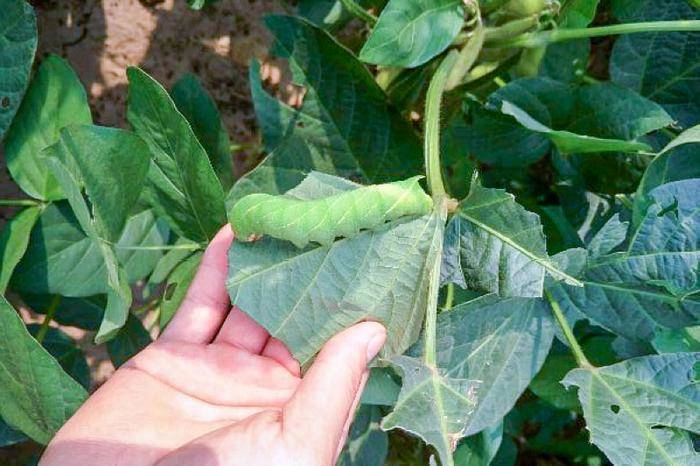 Loài sâu béo được người tq nghiền ra ăn như thịt khiến ai cũng hãi hùng - 2