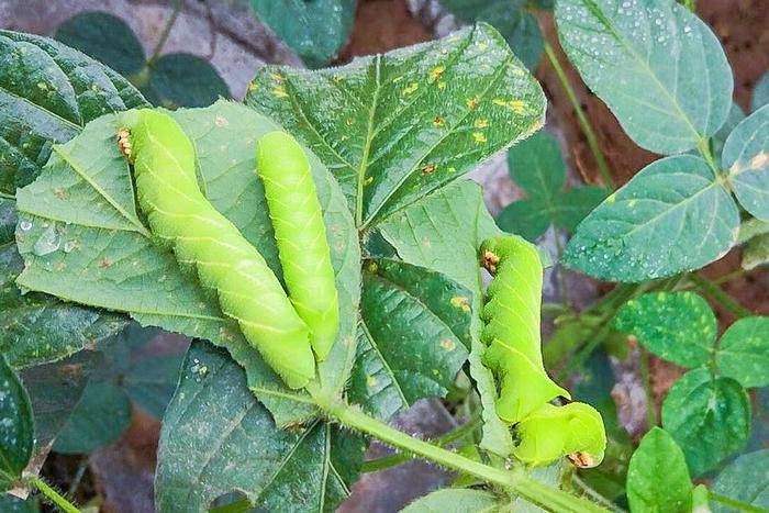 Loài sâu béo được người tq nghiền ra ăn như thịt khiến ai cũng hãi hùng - 3