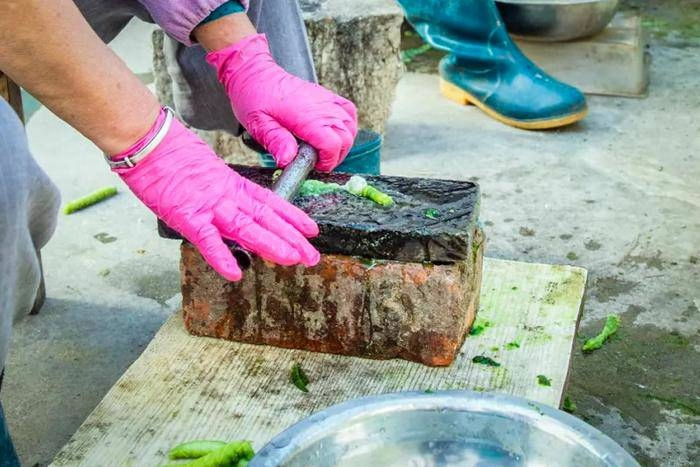 Loài sâu béo được người tq nghiền ra ăn như thịt khiến ai cũng hãi hùng - 4