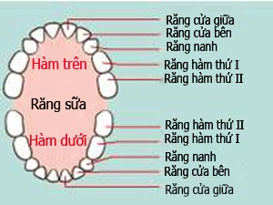 Mẹ suýt mất con chỉ vì đã không dạy bé đánh răng đúng cách - 3