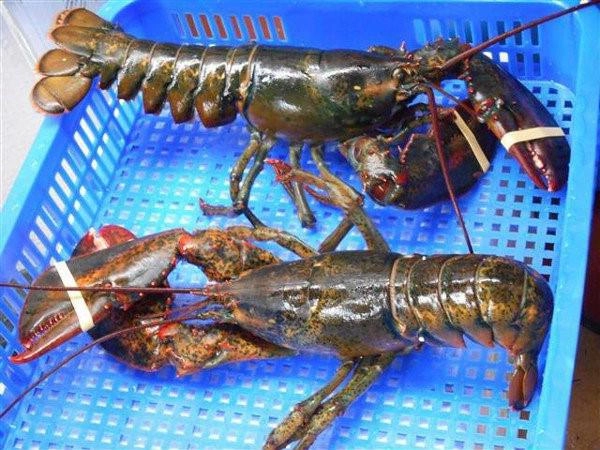 Tôm hùm mỹ bay nửa vòng trái đất về việt nam được bán rẻ như gà vịt - 1