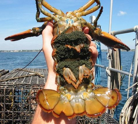 Tôm hùm mỹ bay nửa vòng trái đất về việt nam được bán rẻ như gà vịt - 2