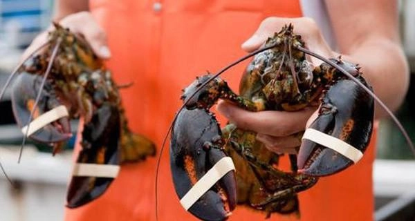 Tôm hùm mỹ bay nửa vòng trái đất về việt nam được bán rẻ như gà vịt - 5