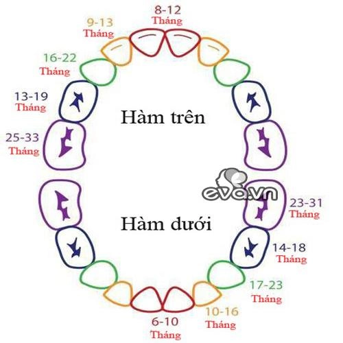 Trẻ mọc răng hàm thứ tự mọc răng và cách chăm sóc - 1