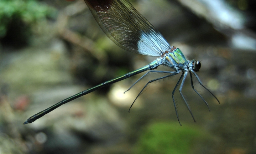 Vườn quốc gia hoàng liên lọt top điểm đến năm 2019 do nat geo xếp hạng - 4