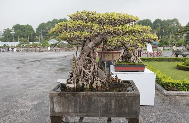 Chăm loài chỉ cần thiếu nước là chết người đàn ông có trong tay gần nửa tỷ - 1