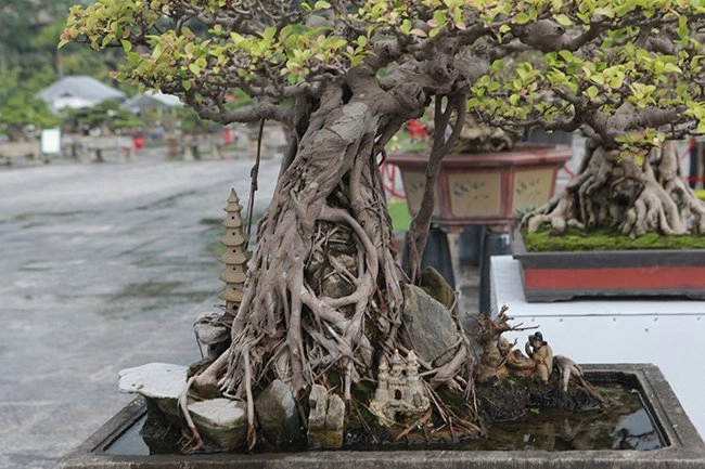 Chăm loài chỉ cần thiếu nước là chết người đàn ông có trong tay gần nửa tỷ - 3