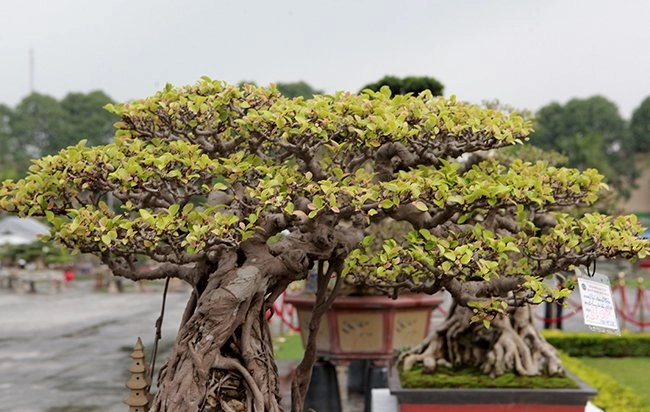 Chăm loài chỉ cần thiếu nước là chết người đàn ông có trong tay gần nửa tỷ - 9