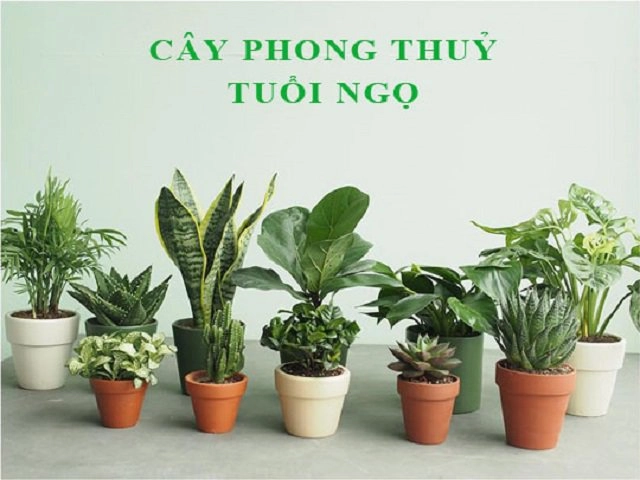 Tuổi tuất hợp cây gì một số cây phong thủy gợi ý cho những người tuổi tuất - 11