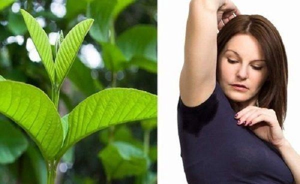 20 cách trị hôi nách tận gốc đơn giản tại nhà từ những nguyên liệu tự nhiên - 3