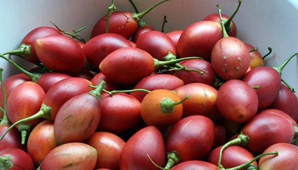 Cà chua hoàng gia nhật 16 triệukg nhà giàu việt vẫn vét túi mua khi ăn thử thì ngỡ ngàng - 3