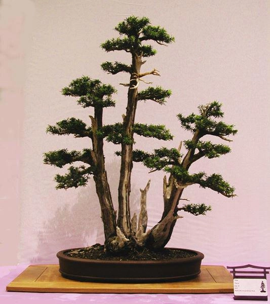 Cây bonsai và các dáng dây có ý nghĩa phong thủy tài lộc - 2